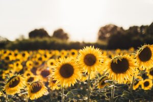 Campo de girassol amarelo
