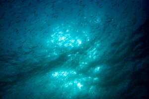 Óleo de krill ou óleo de peixe
